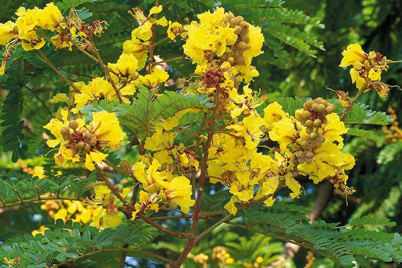 plant photo