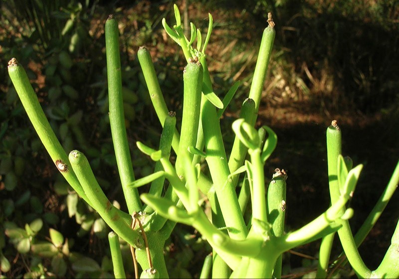 plant photo