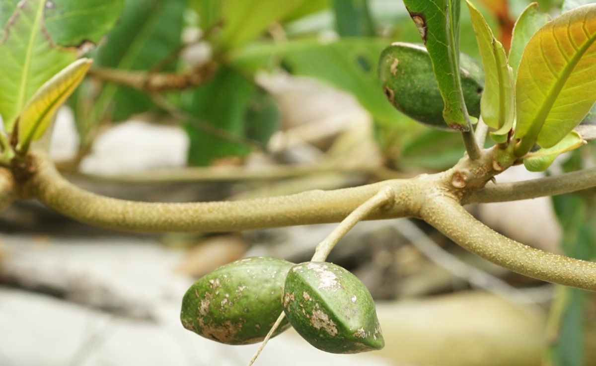 plant photo