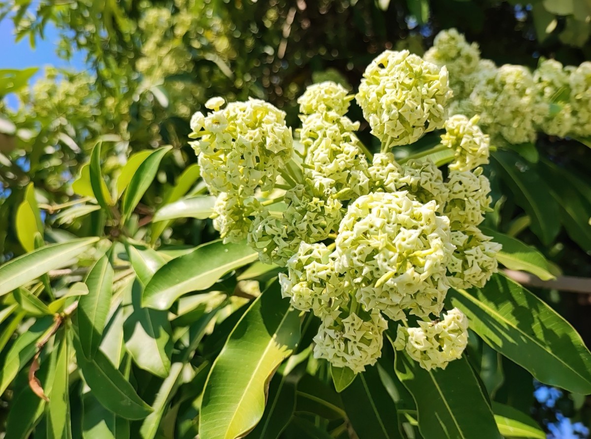 plant photo