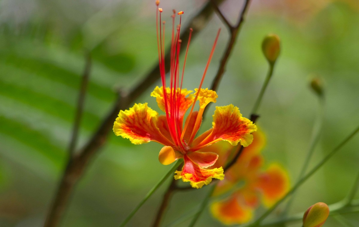 plant photo