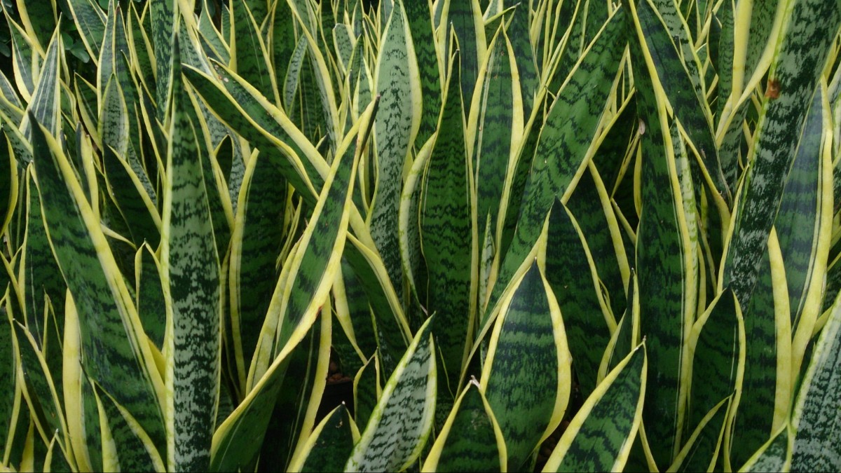 plant photo