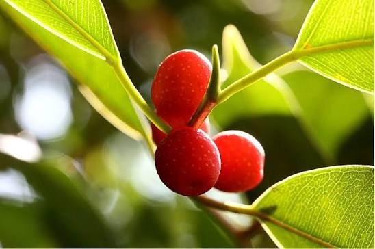 plant photo