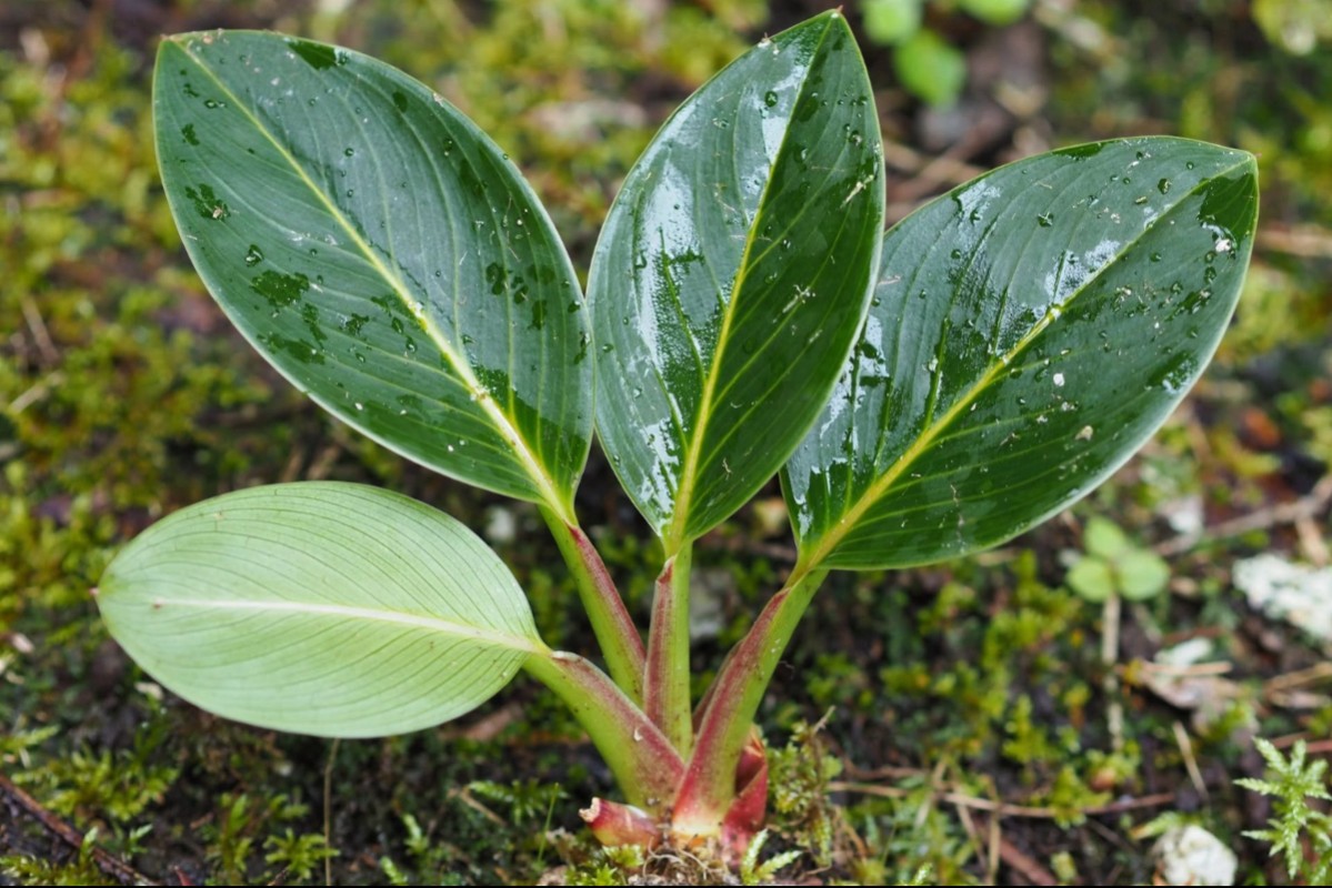 plant photo