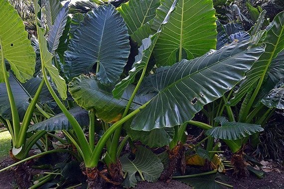 plant photo