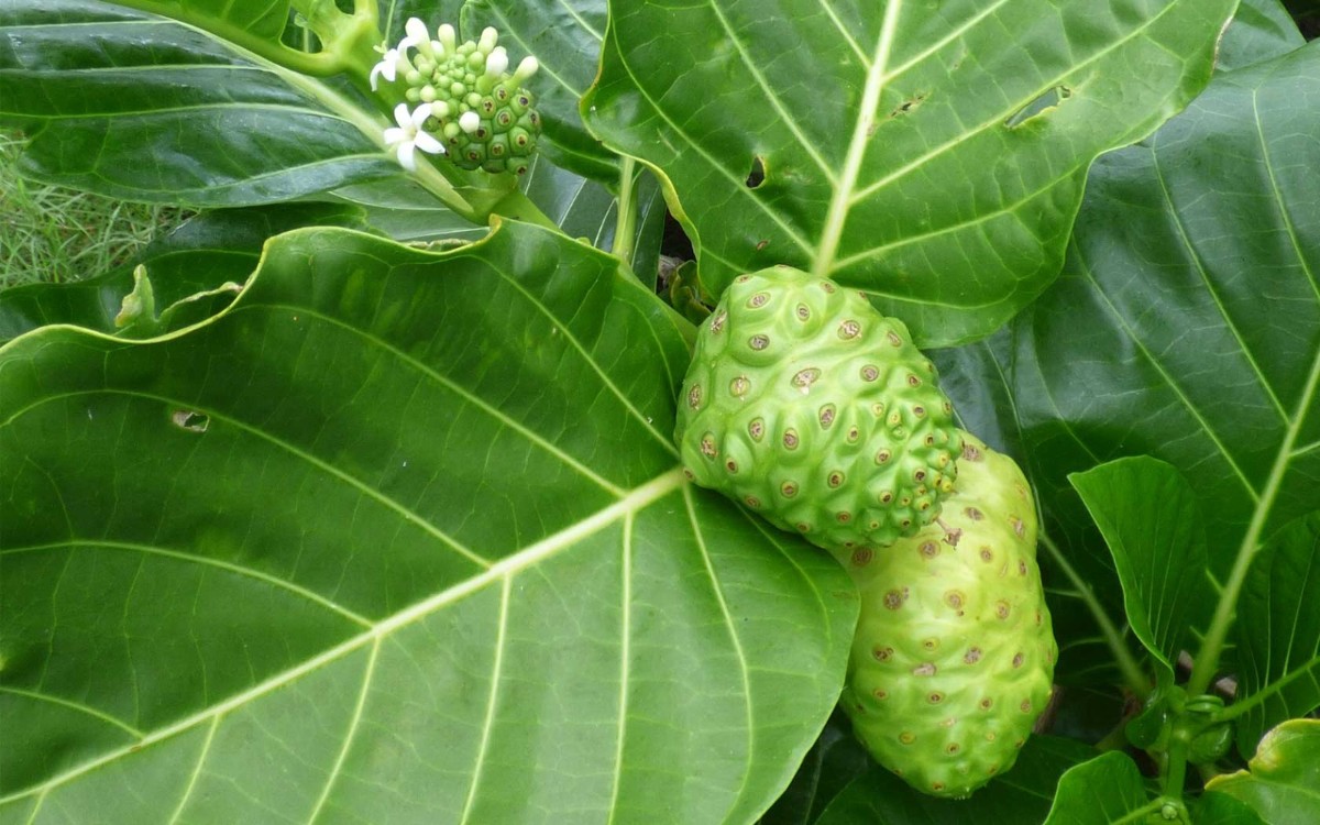 plant photo