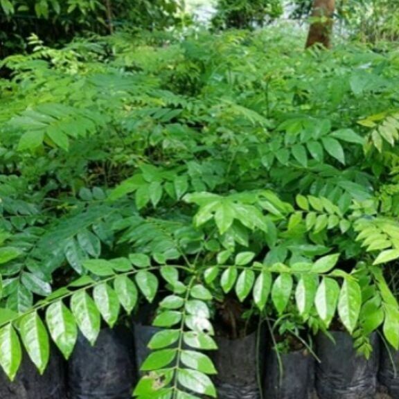 plant photo