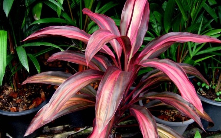plant photo