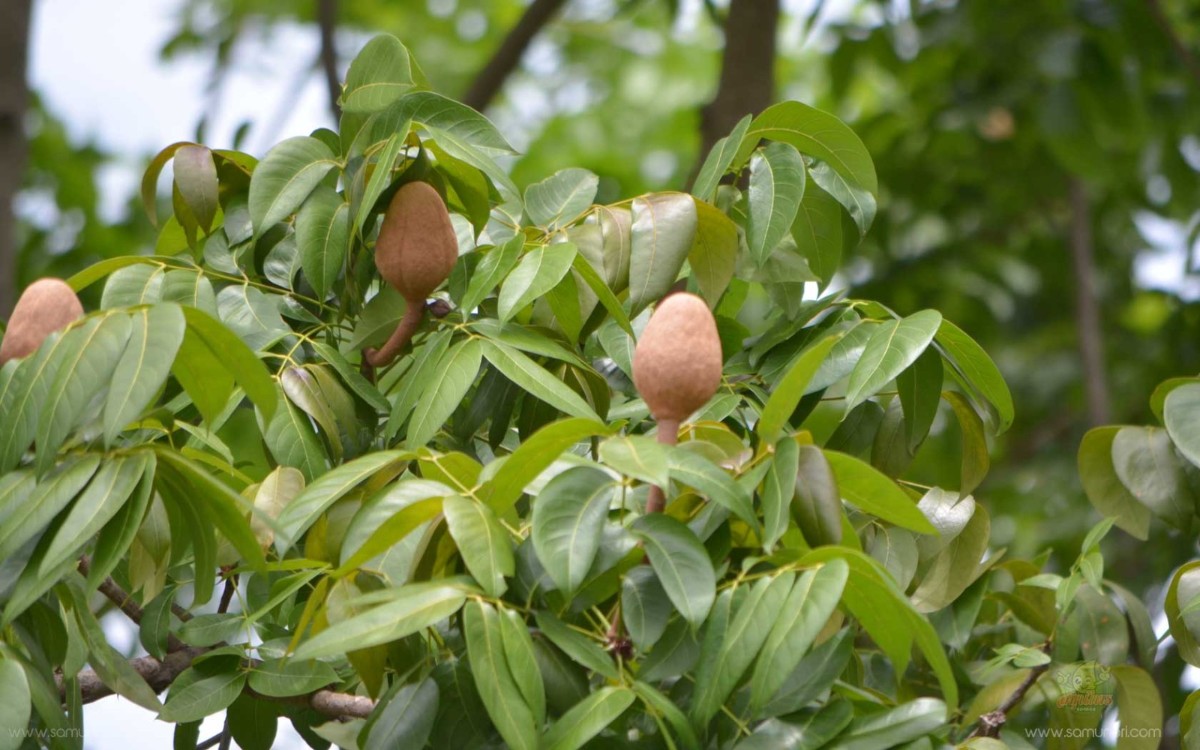 plant photo