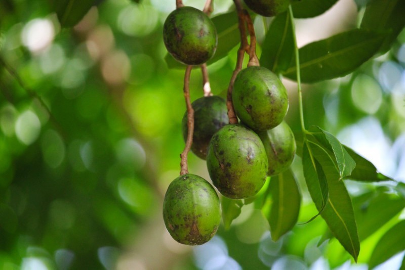 plant photo