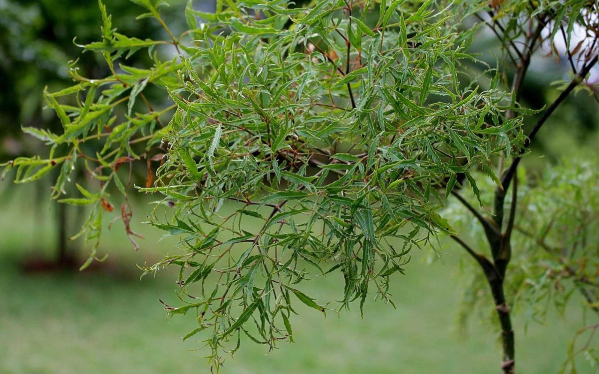 plant photo