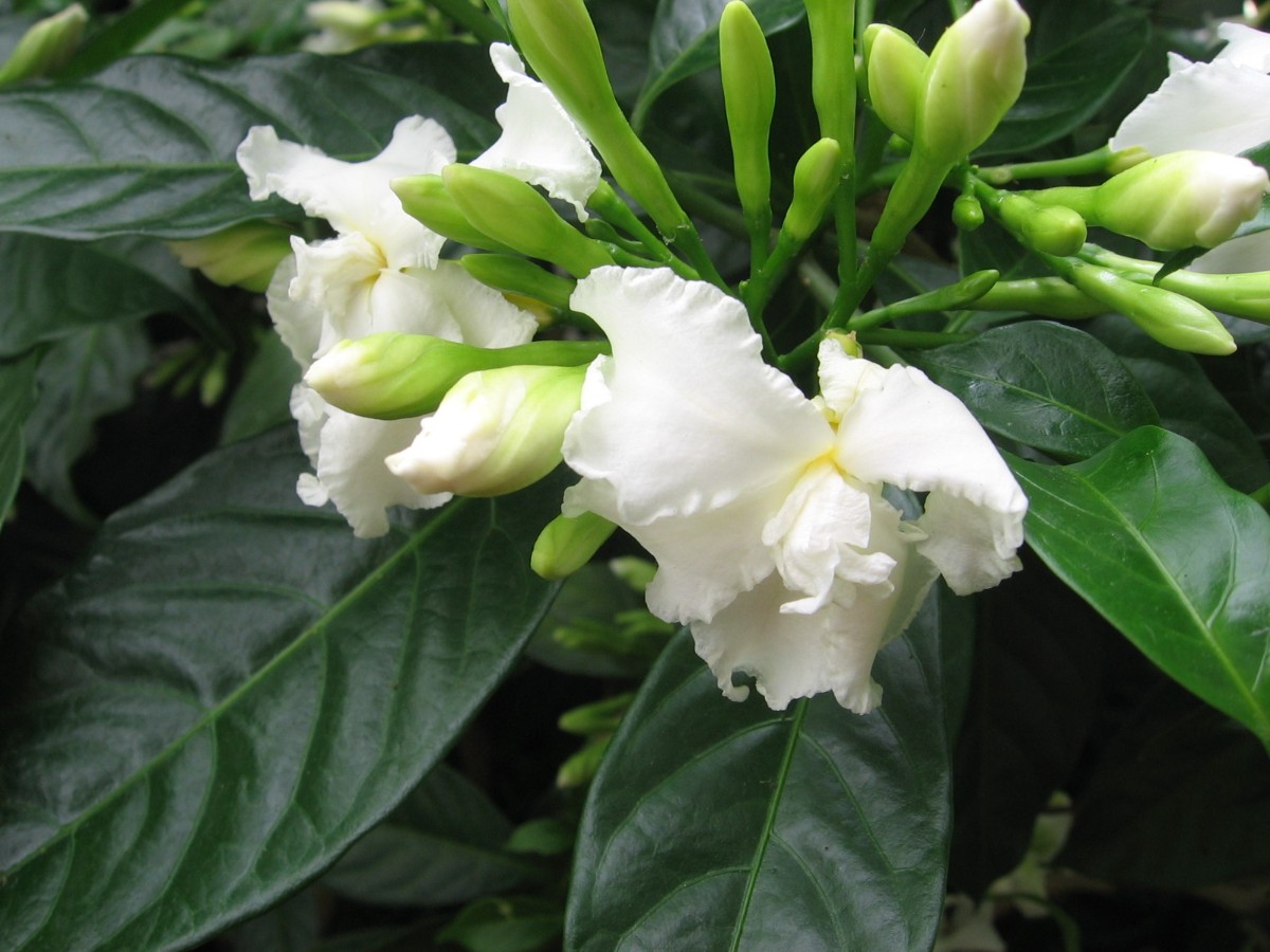 plant photo