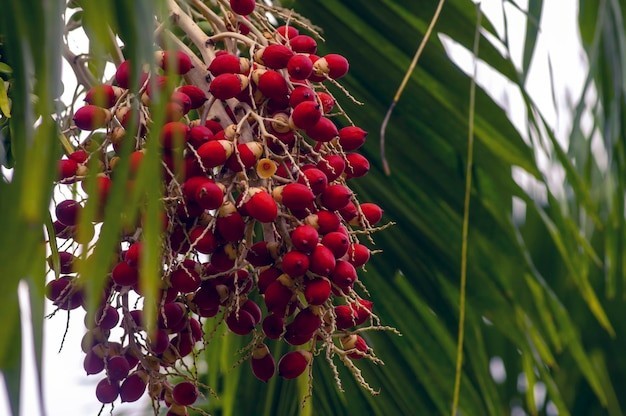 plant photo