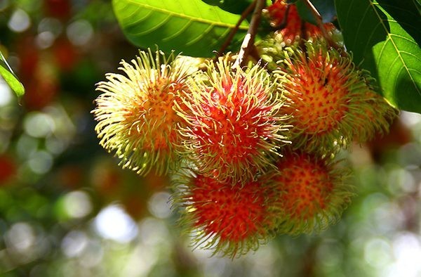 plant photo