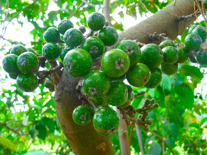 plant photo