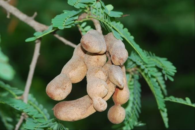 plant photo