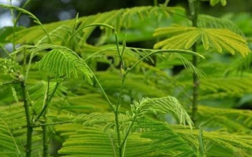 plant photo