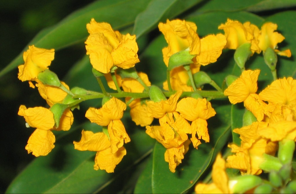 plant photo