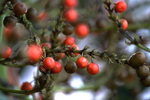 plant photo