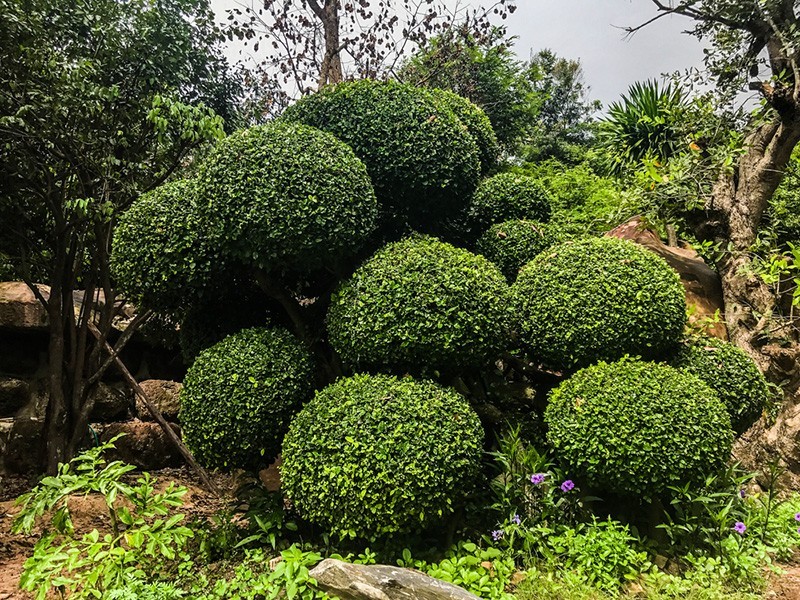 plant photo