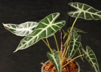 plant photo