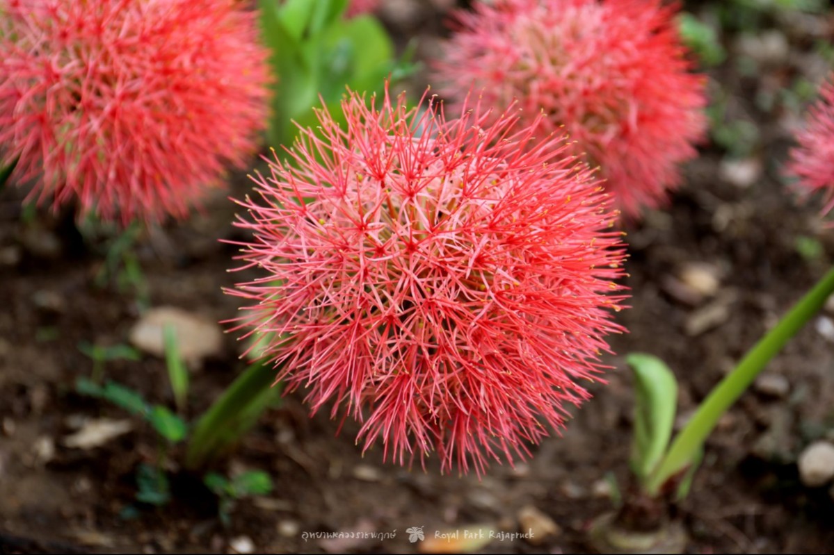 plant photo