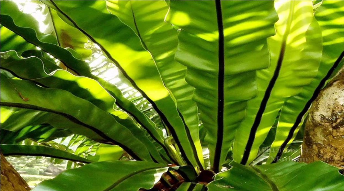 plant photo