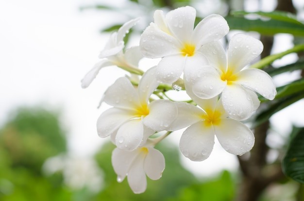 plant photo