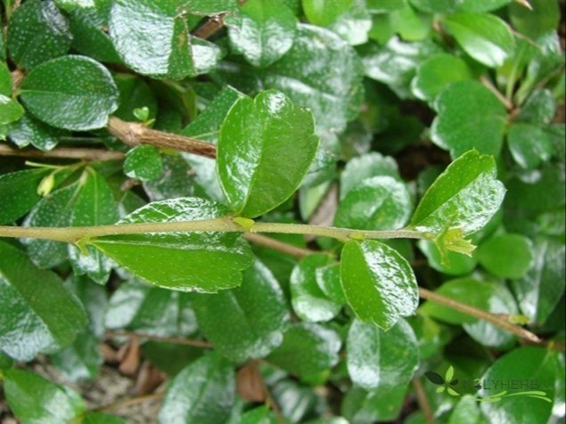 plant photo