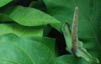 plant photo