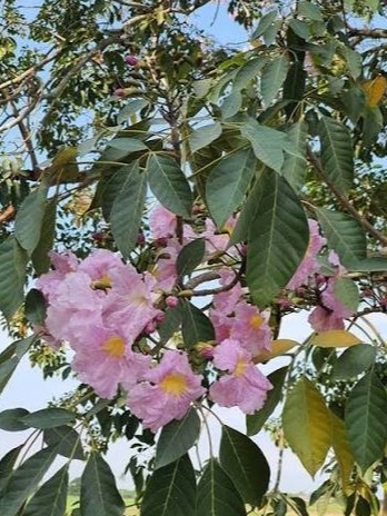 plant photo