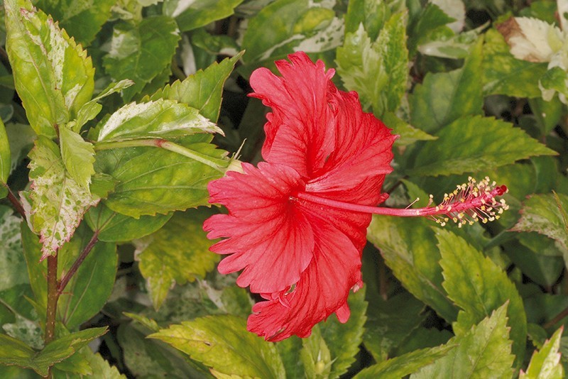 plant photo