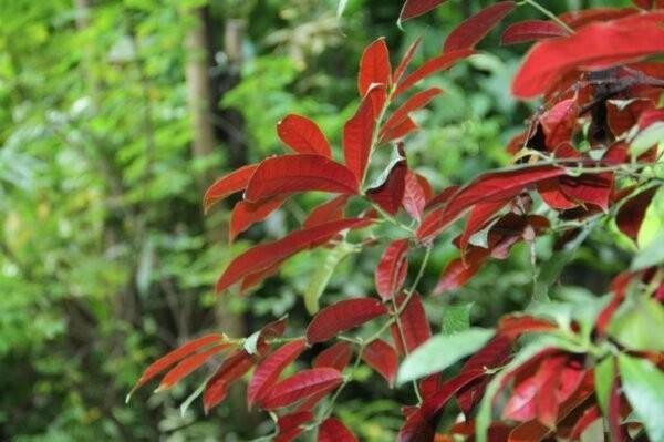 plant photo