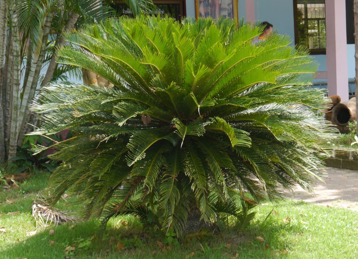 plant photo