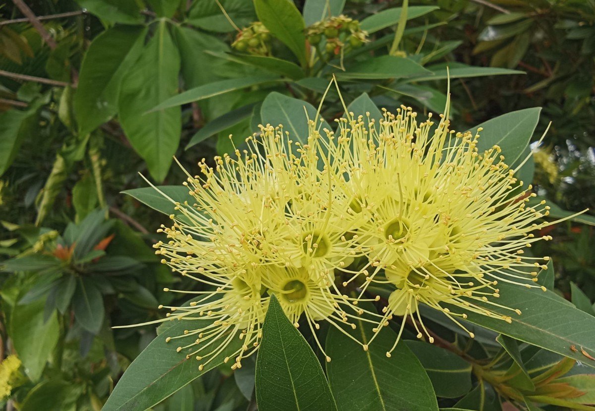 plant photo