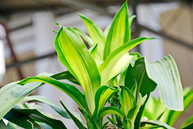 plant photo