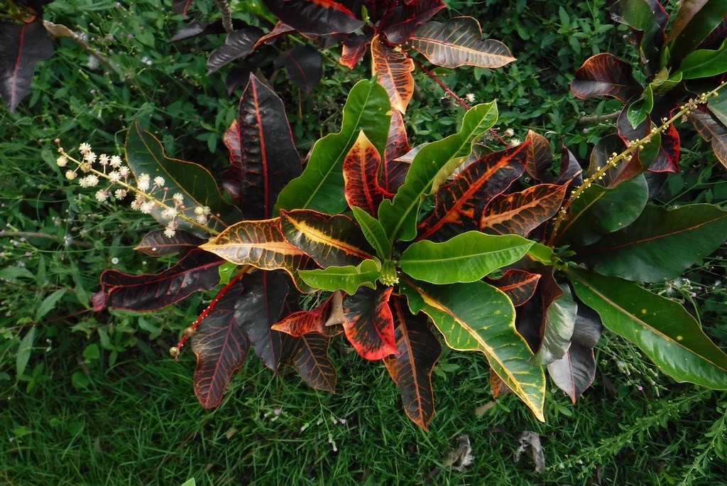 plant photo