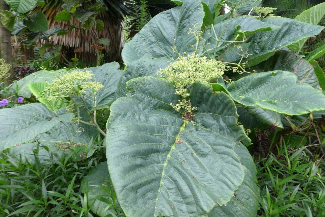 plant photo
