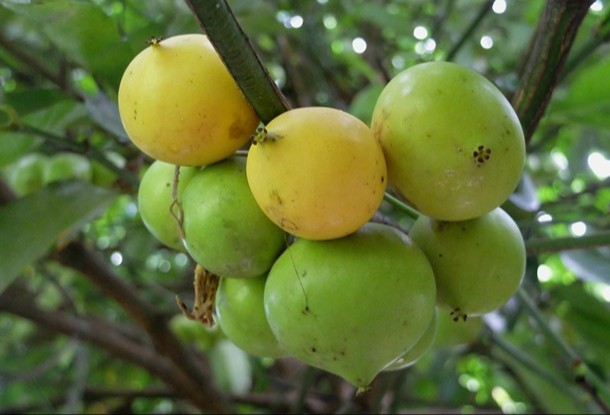 plant photo
