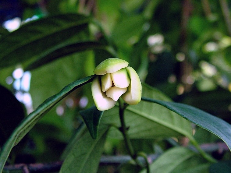 plant photo
