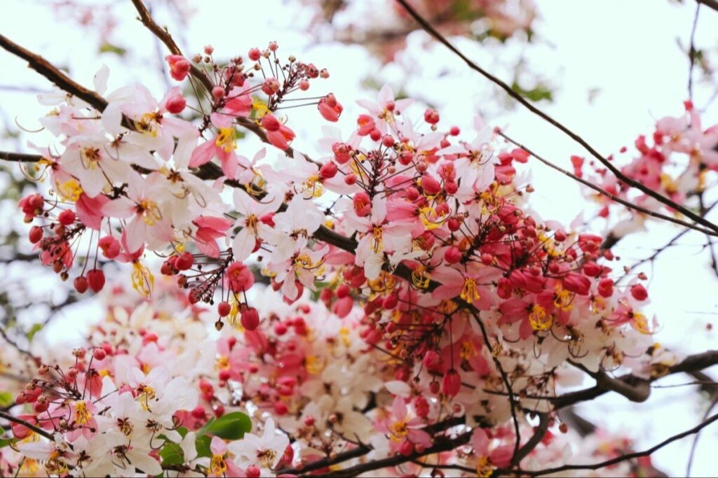 plant photo