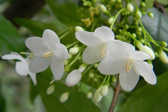 plant photo