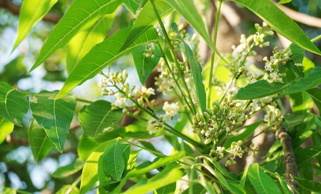 plant photo