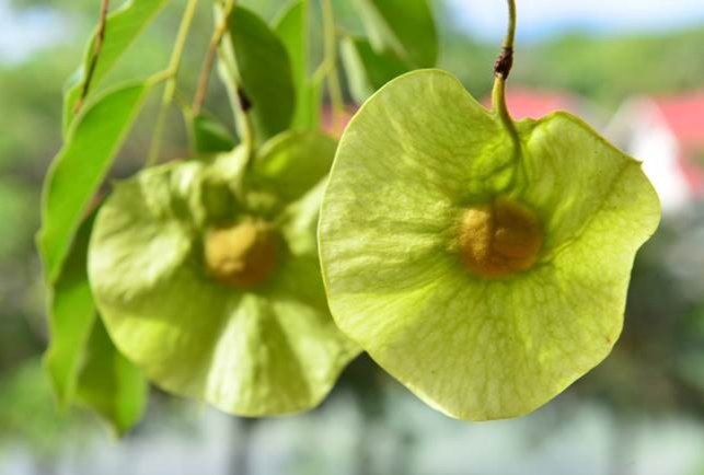 plant photo