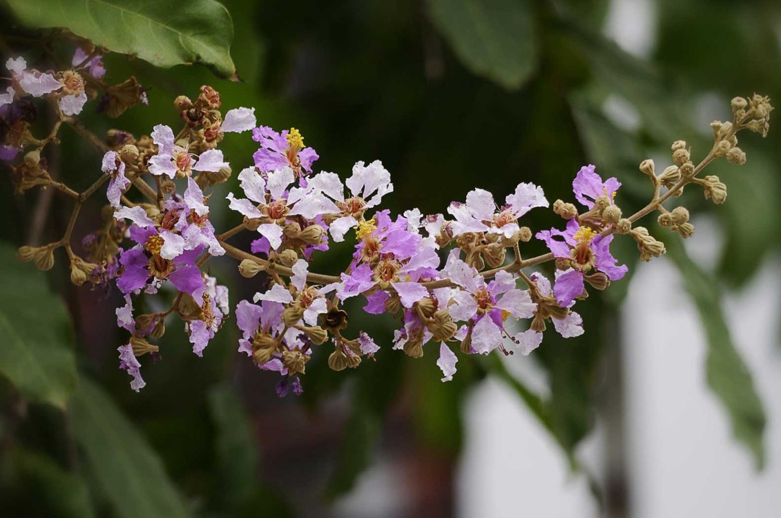 plant photo
