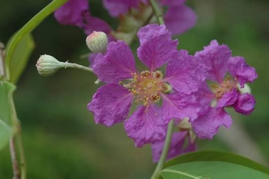plant photo