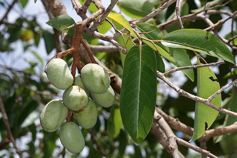 plant photo