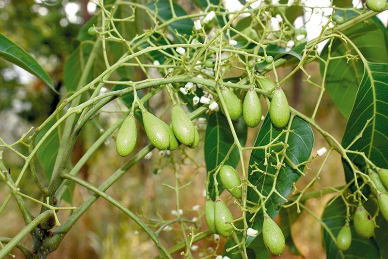 plant photo
