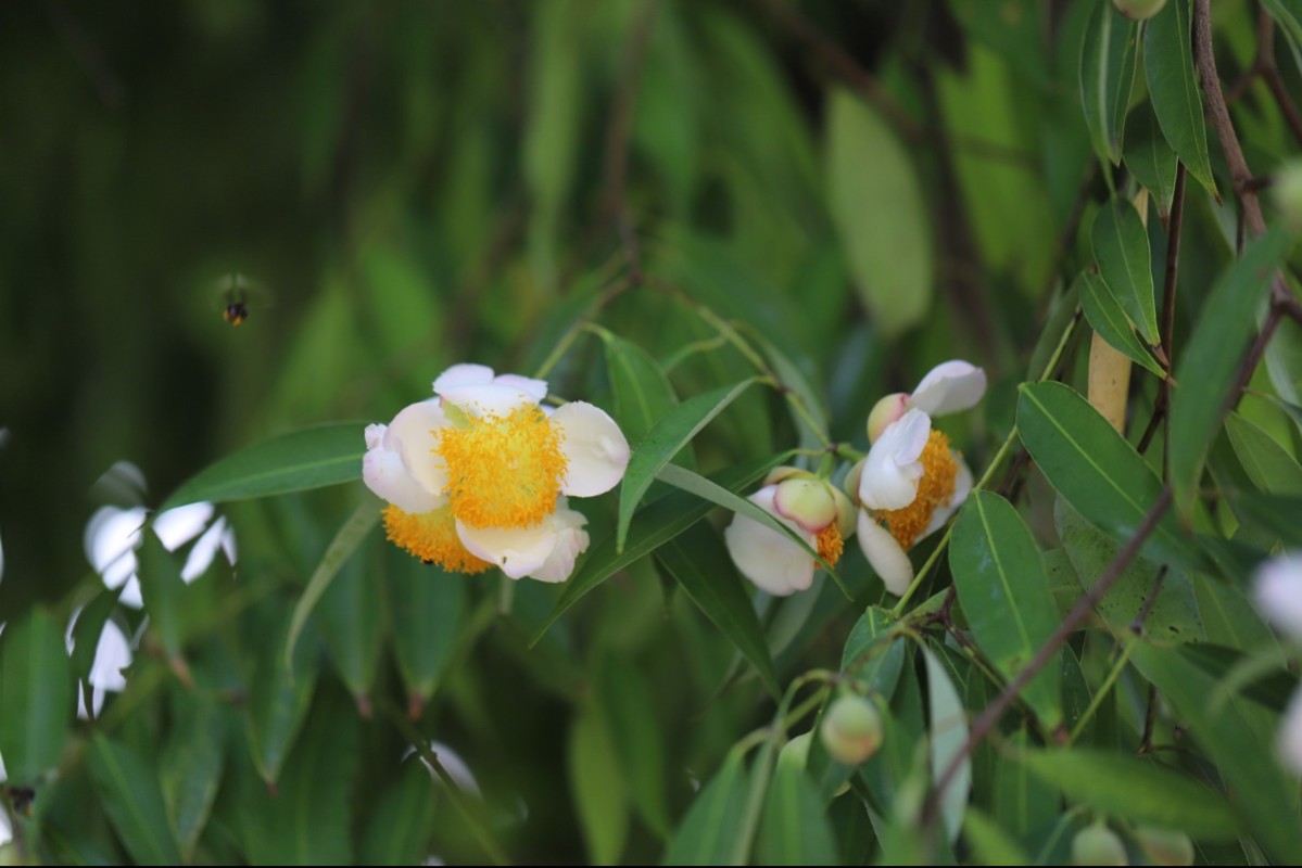 plant photo