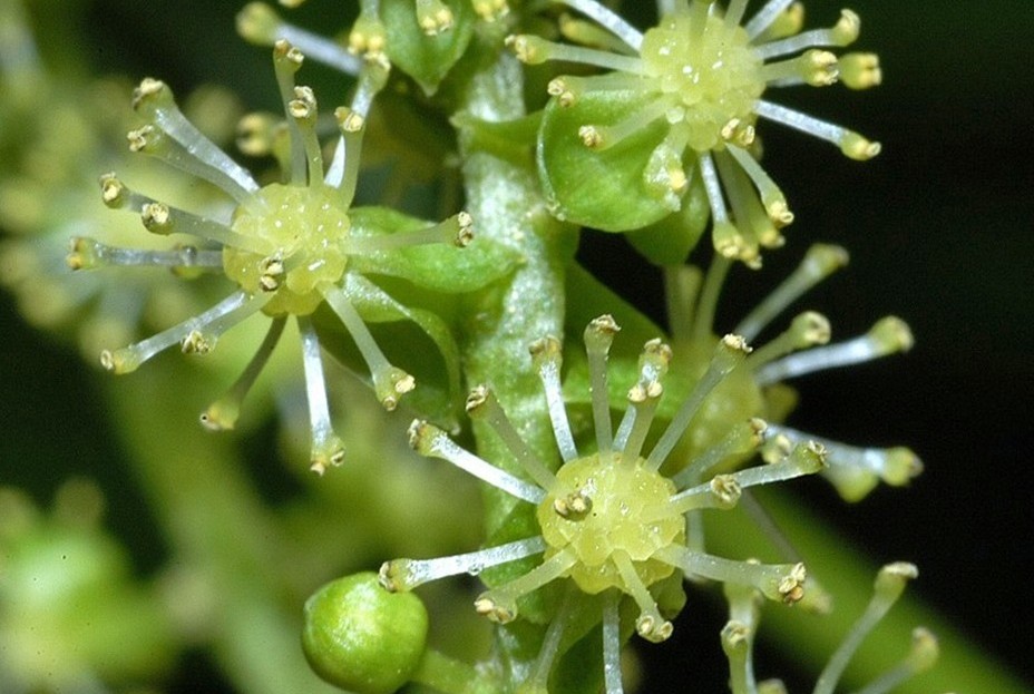 plant photo